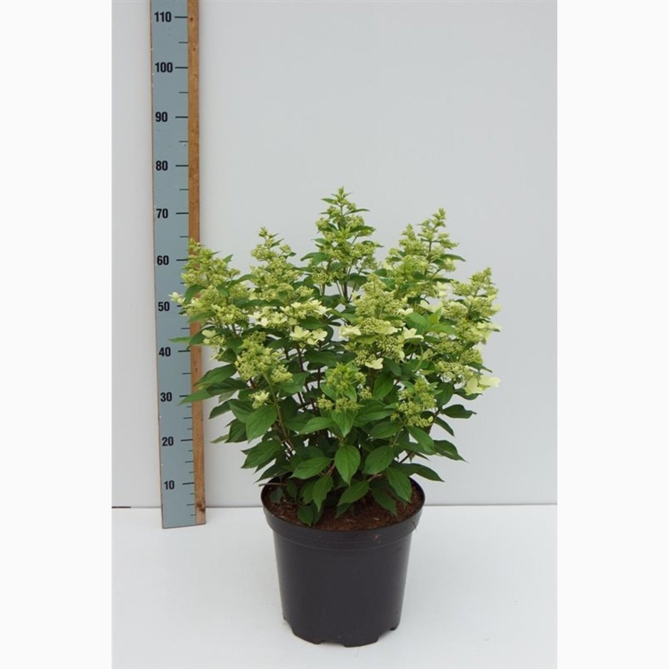 Syrenhortensia – Hydrangea paniculata 'Confetti' - C12 80-100 CM